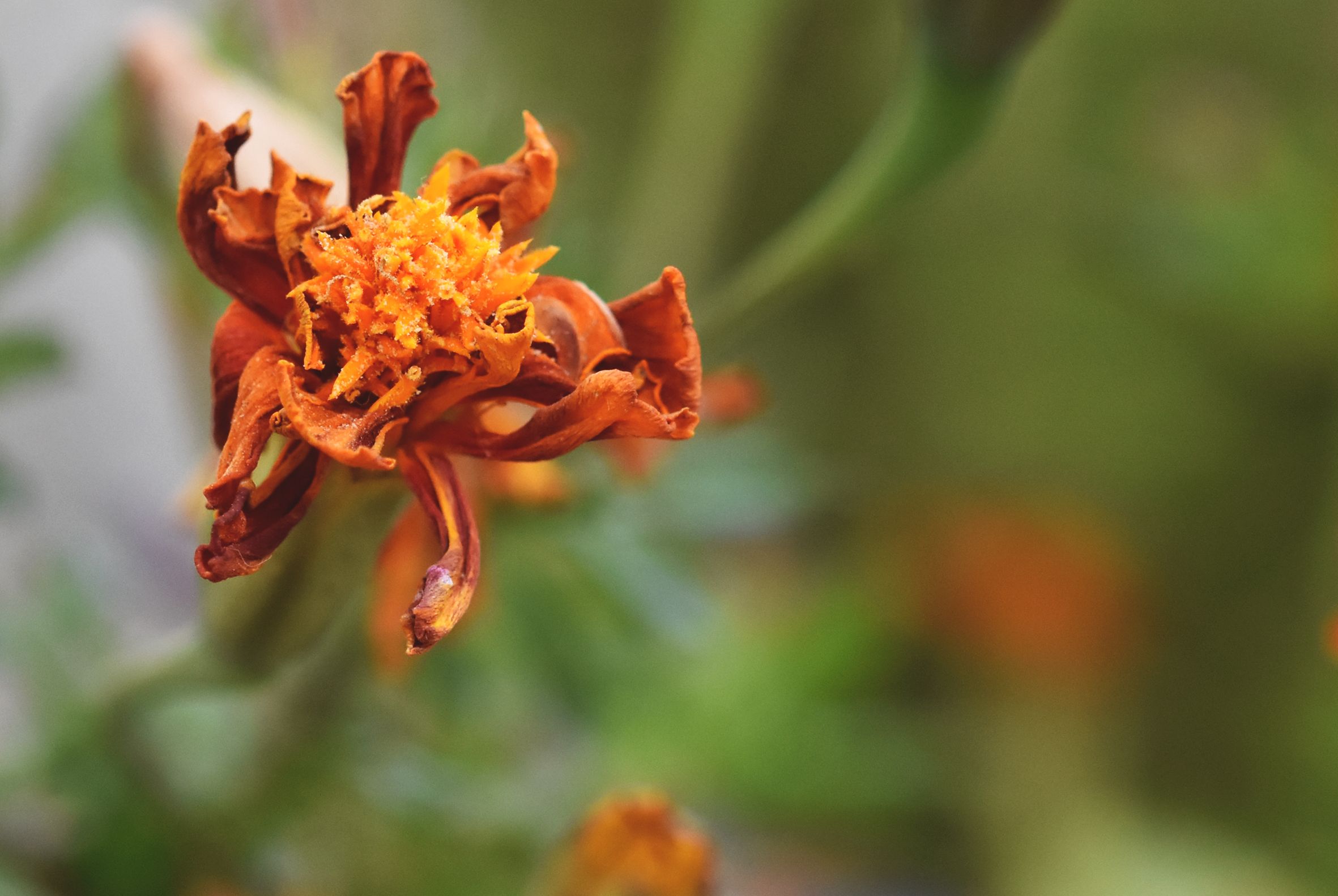 marigold orange drustuff.jpg