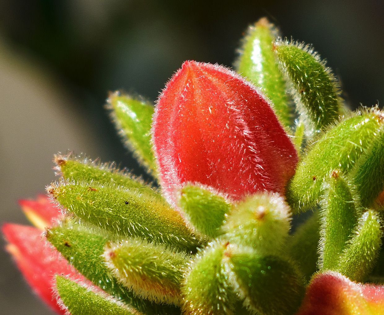 Echeveria Pilosa flower bud macr.jpg