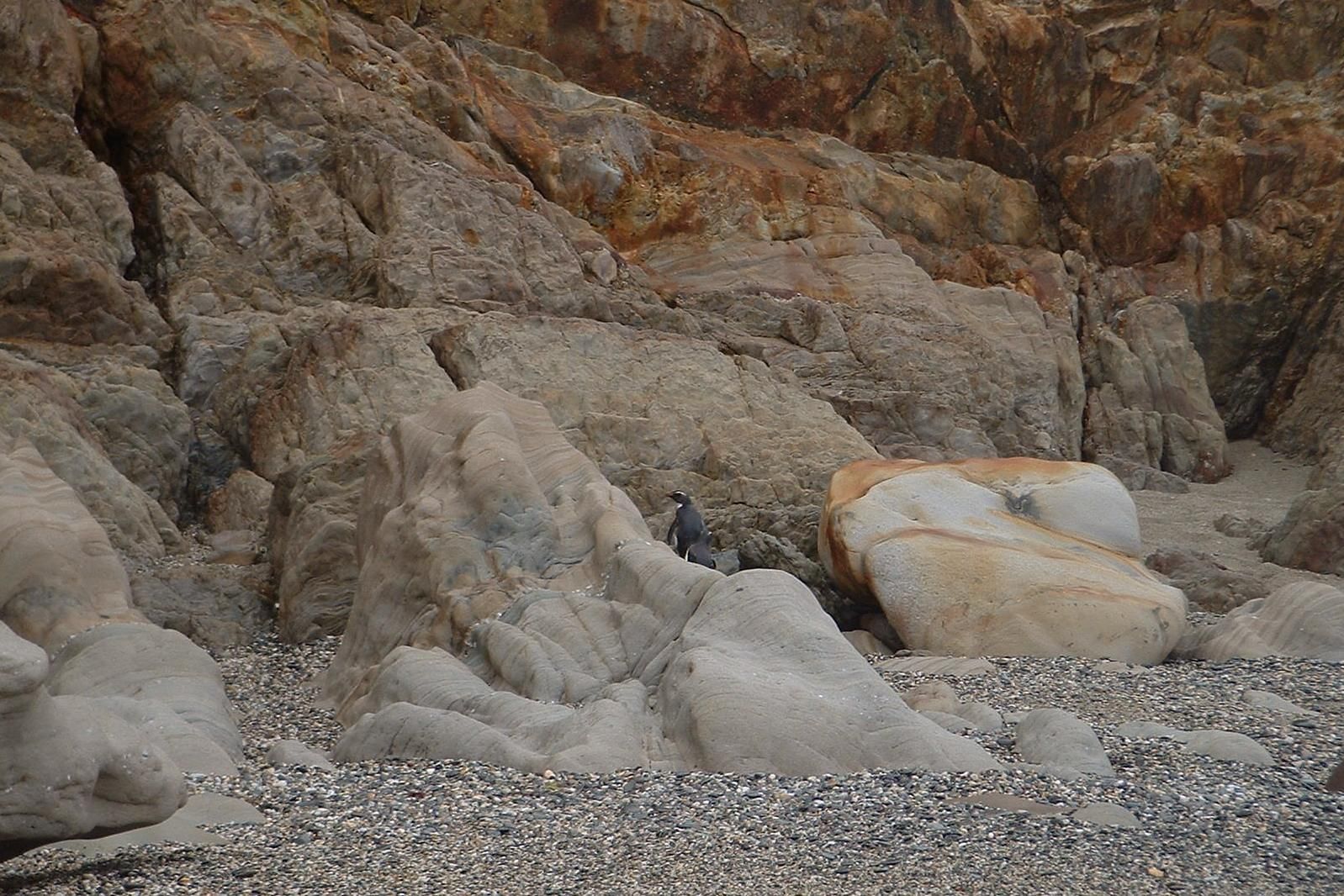 penguins on rocks.JPG