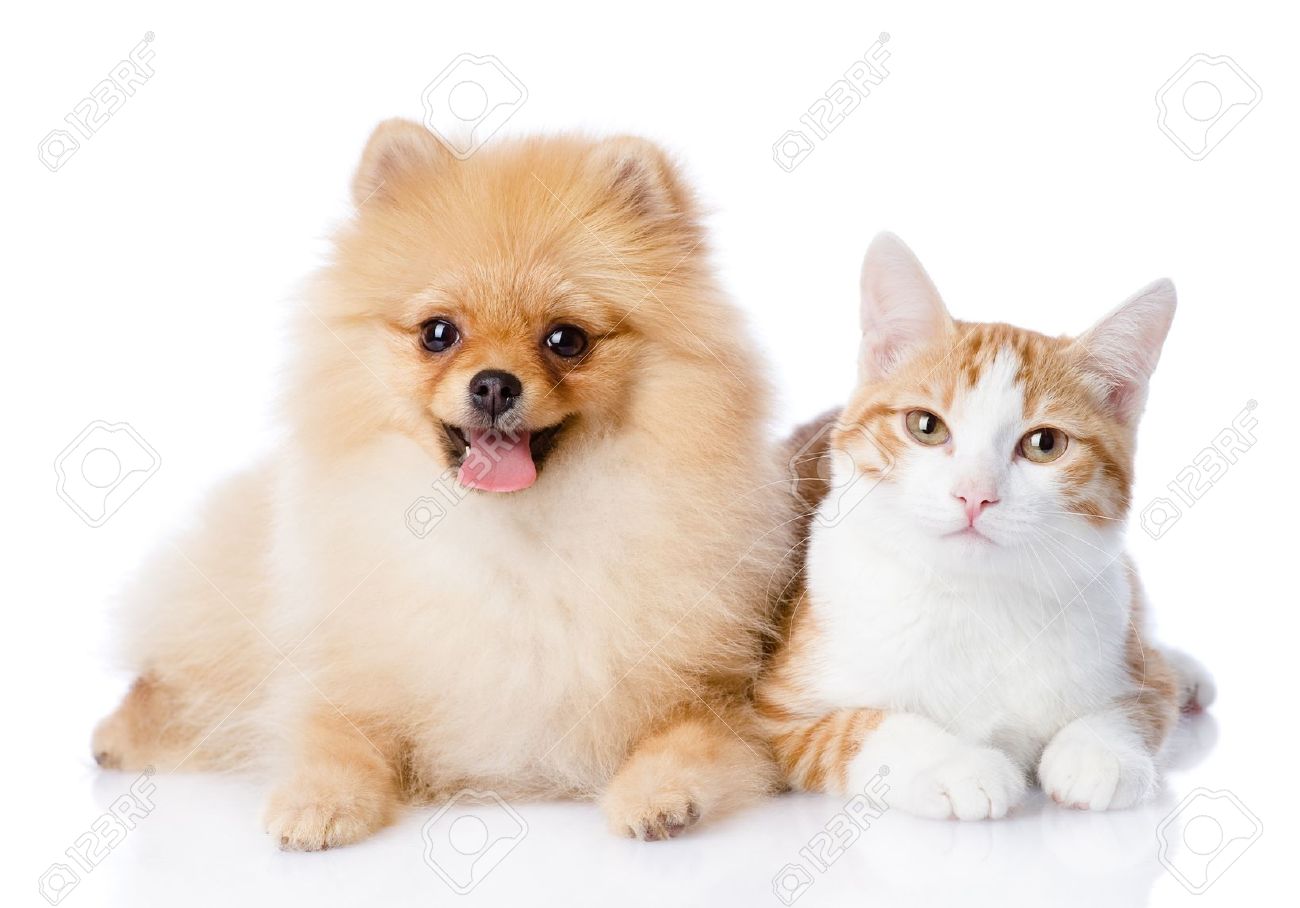21352135-orange-cat-and-spitz-dog-together-looking-at-camera-isolated-on-white-background-Stock-Photo.jpg