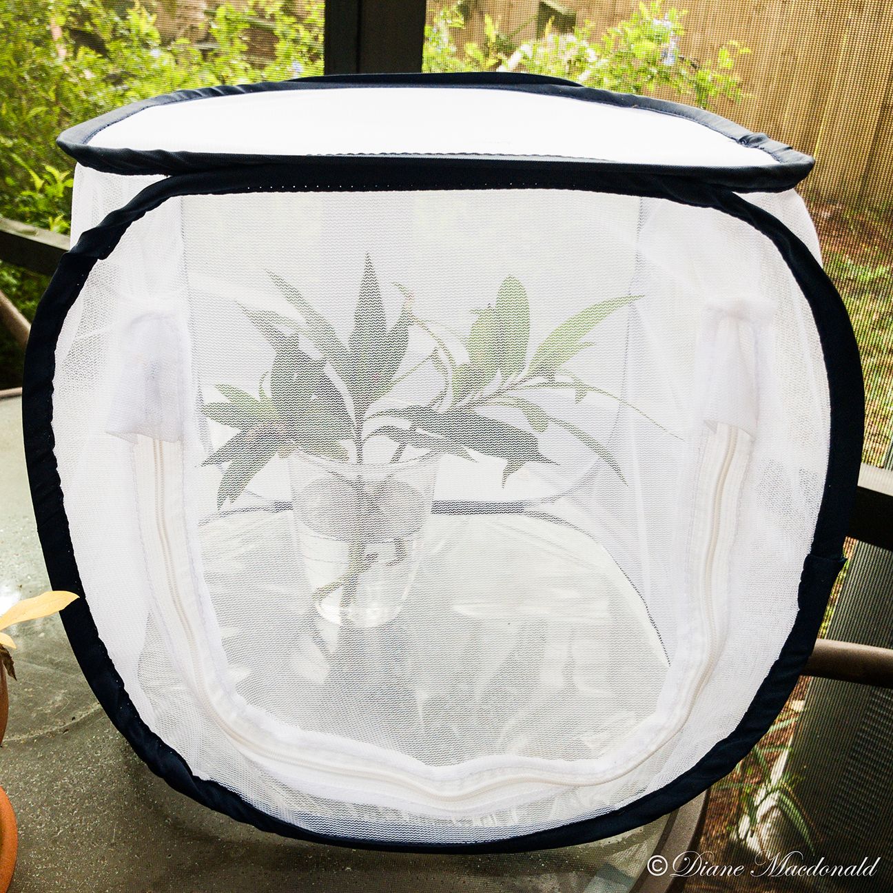 Monarch caterpillar in tent.jpg