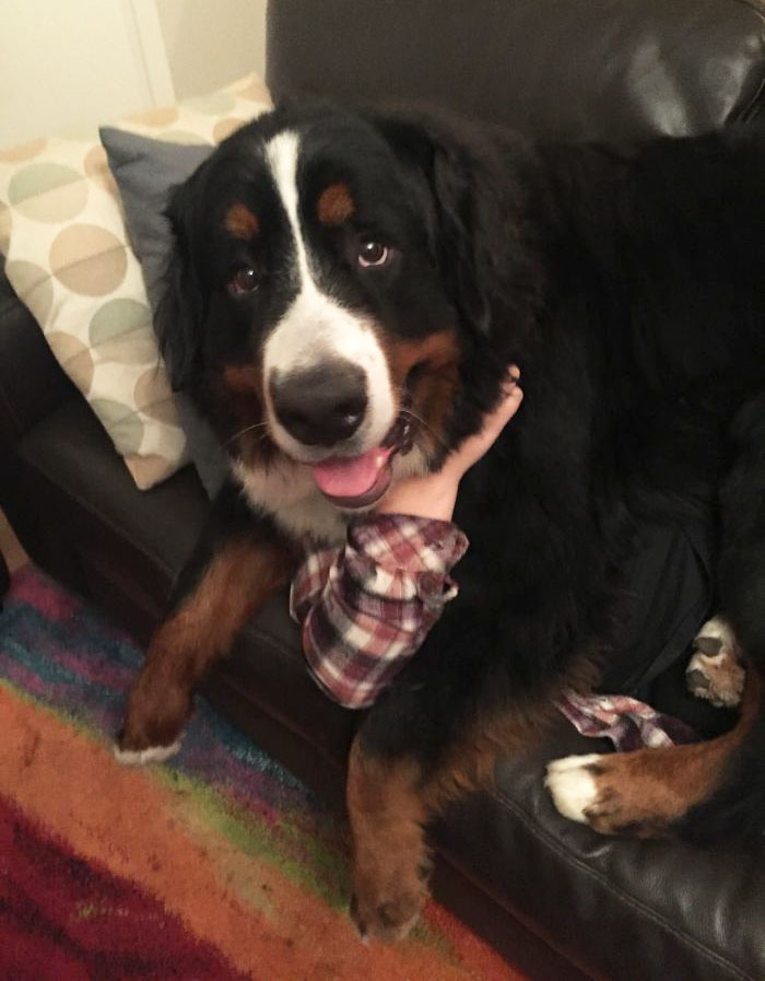 giant-lap-dogs-173-59a026c422101__700.jpg