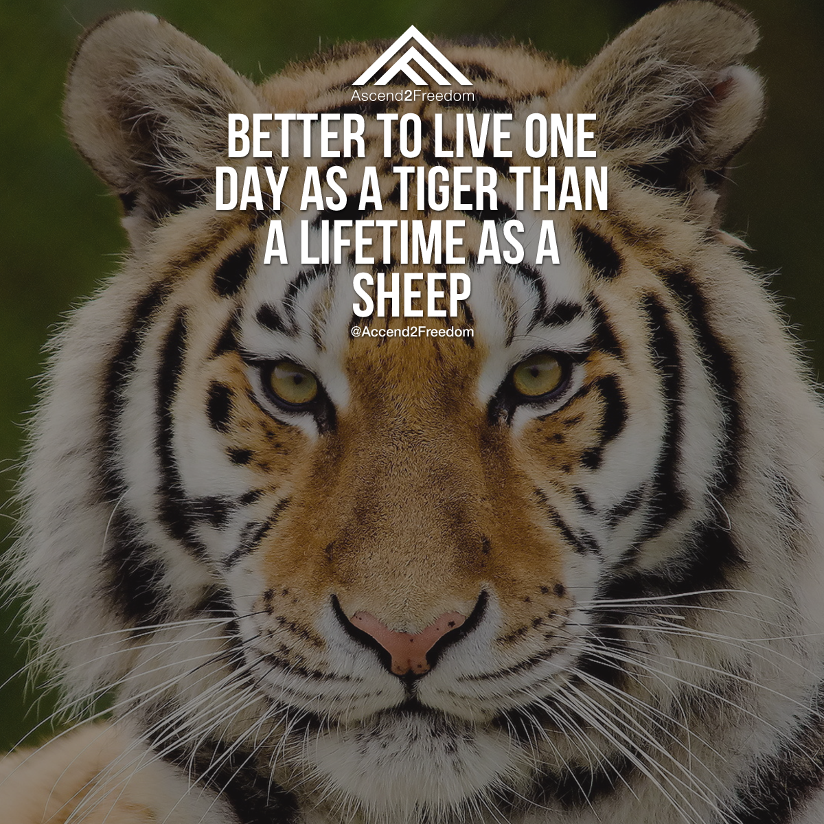 A2F_Quote_002.png