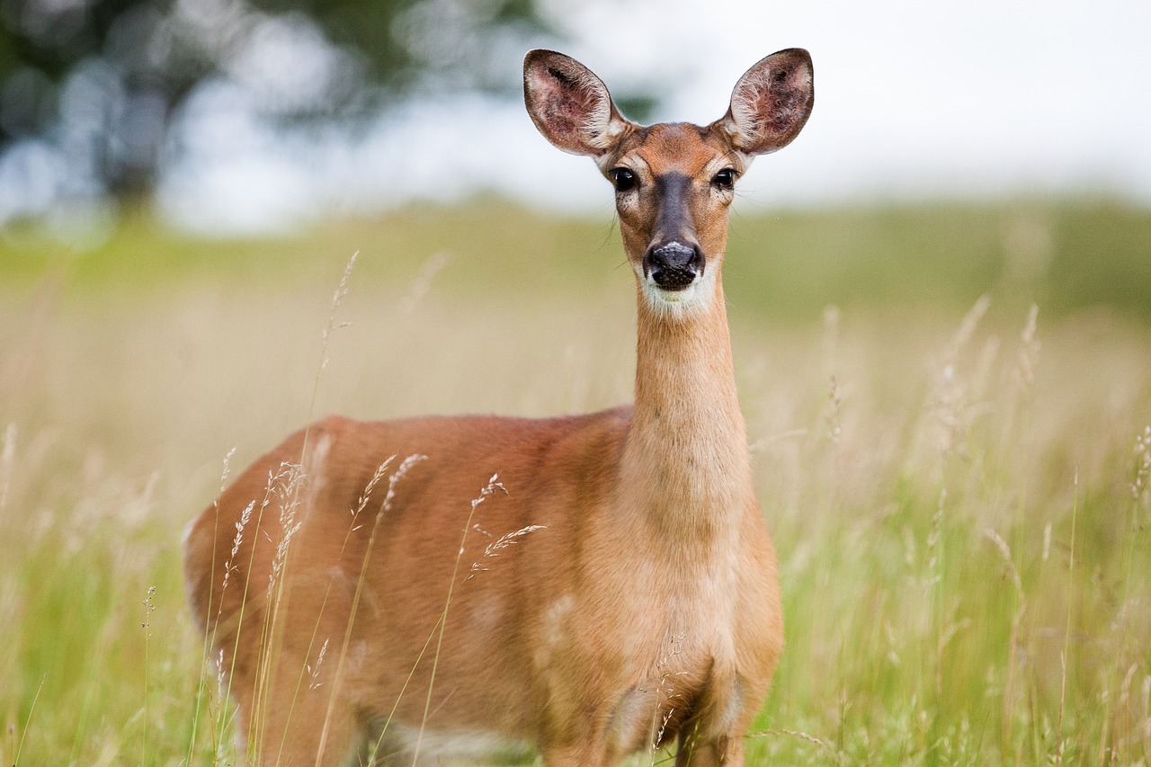 roe-deer-1367182_1280.jpg