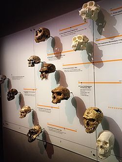Display_of_hominid_skulls,_Lee_Kong_Chian_Natural_History_Museum,_Singapore_-_20150808.jpg