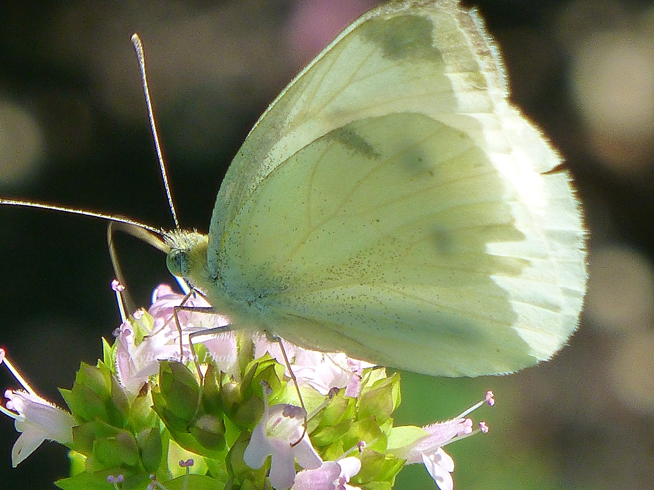 Cabbage White Butterfly.JPG