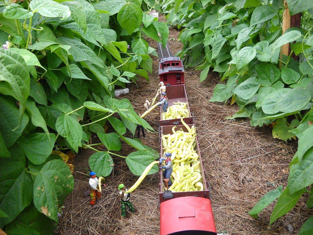 first bean harvest 2011 f.jpg