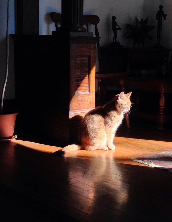 Morning sunbeam - Bill the Cat.jpg