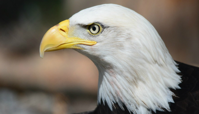 AGUILA TOMAS.jpg