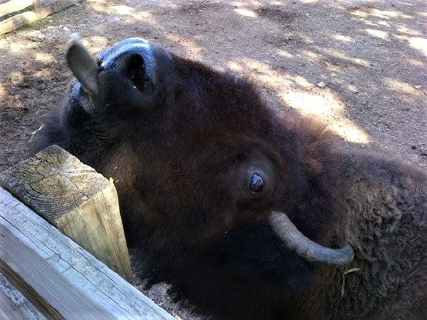 Kissing buffalo.jpg