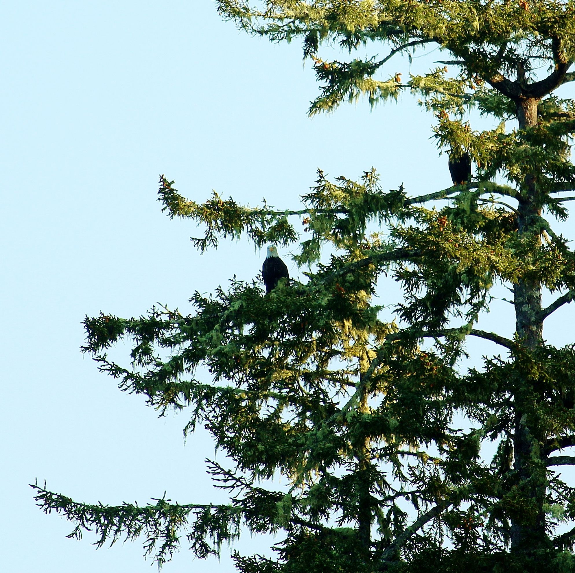 Bald Eagles in a tree.JPG