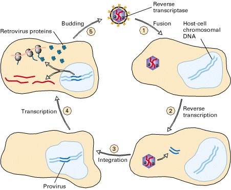 retrovirus.jpg