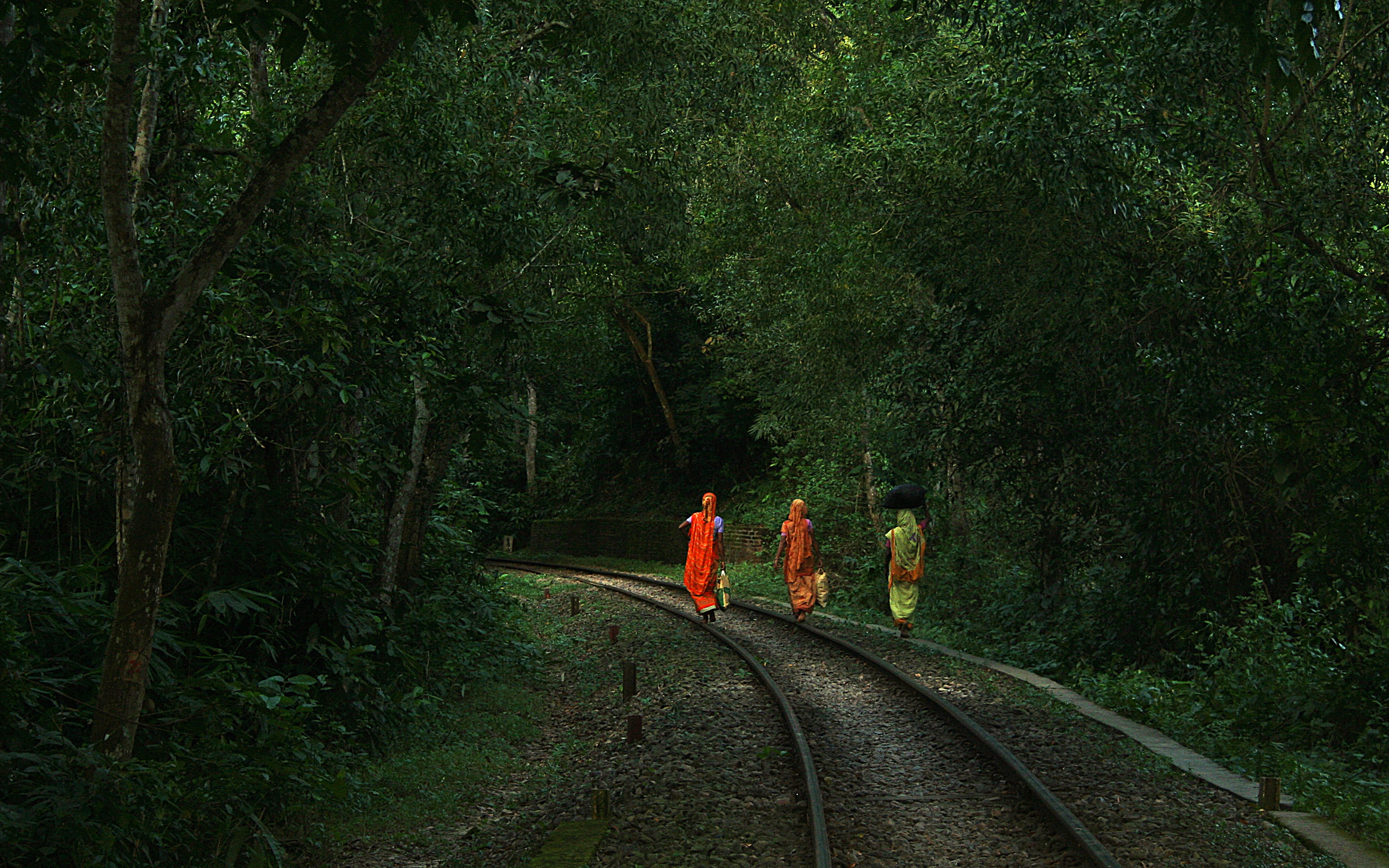 Way_back_home_Lawachara_National_Park_Srimongol_Sylhet_Bangladesh.jpg