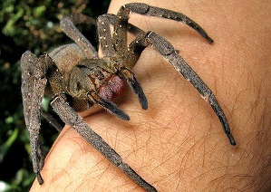 phoneutria-nigriventer.jpg