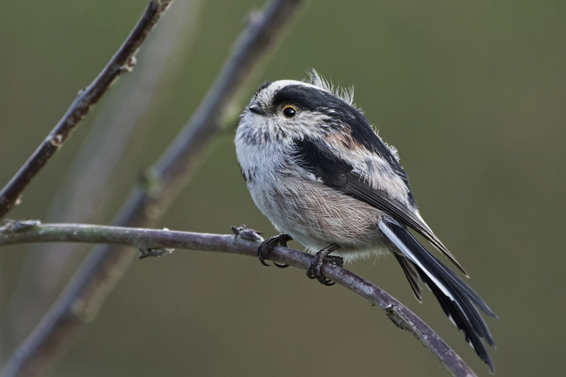 26860856148_3cf8f74d8f_o (FILEminimizer).jpg