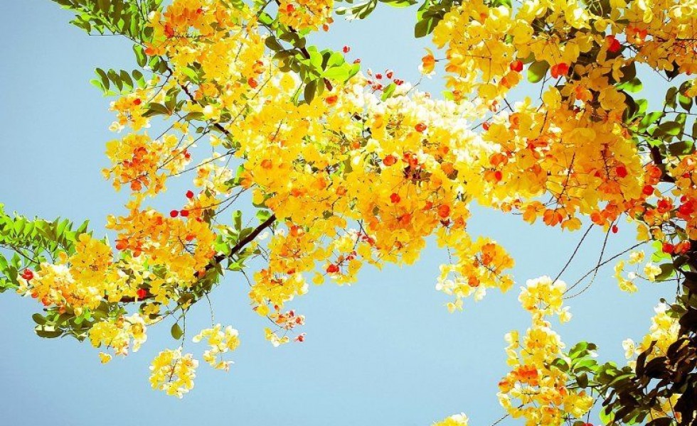 arbori-ornamentali-cu-flori-galbene-trees-that-bloom-yellow-flowers-1-980x600.jpg