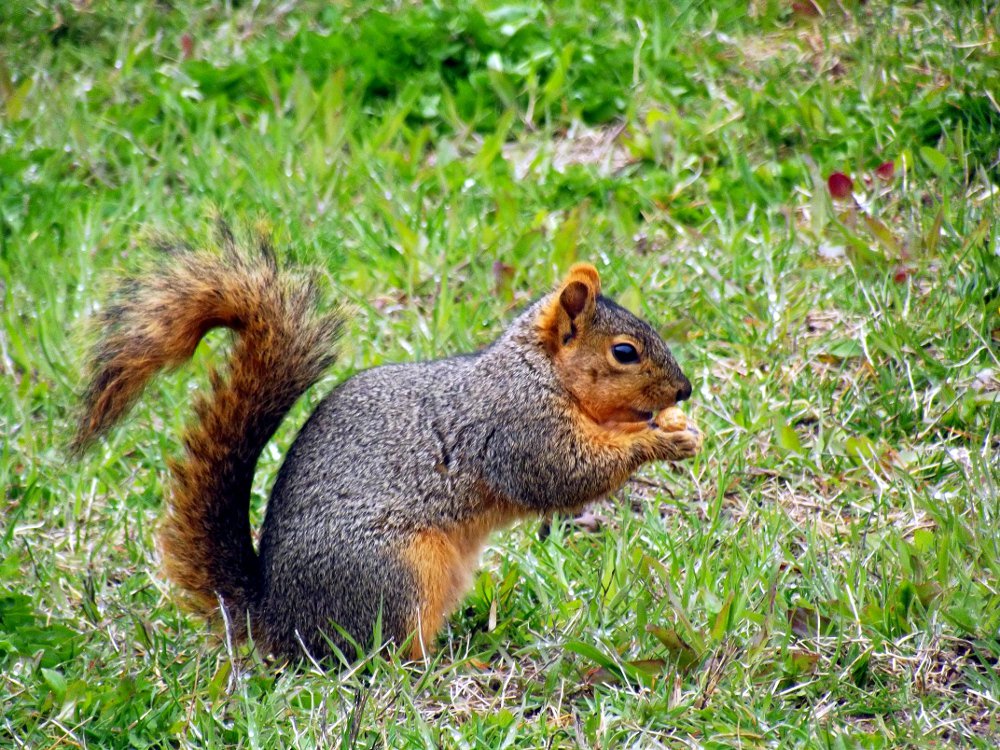 dailypetphotography, naturephotography, peanut is back, day 2, photography by jeronimorubio 2018 (2).jpg