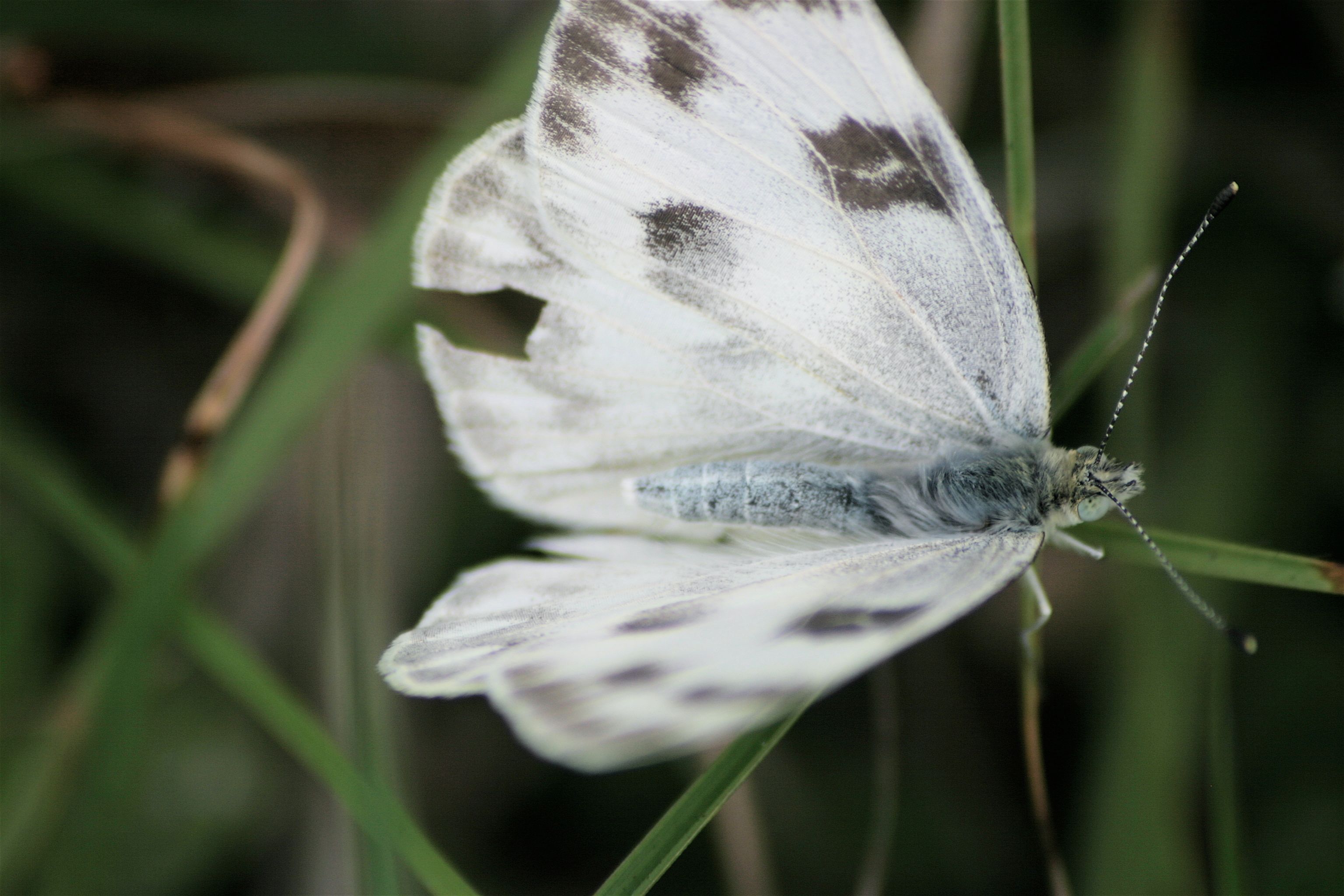 butterfly different really close.jpg