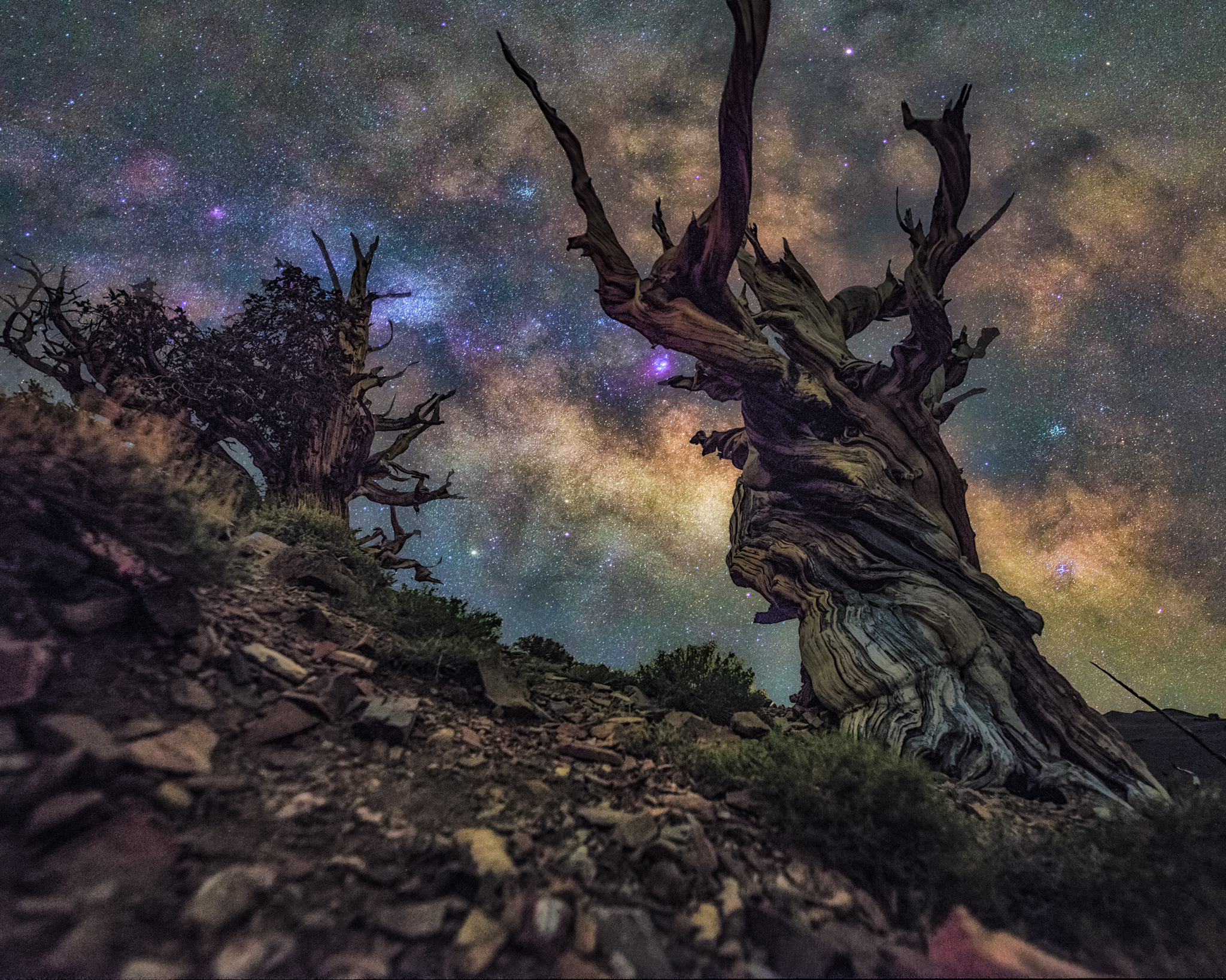 ancientbristlecone-1.jpg