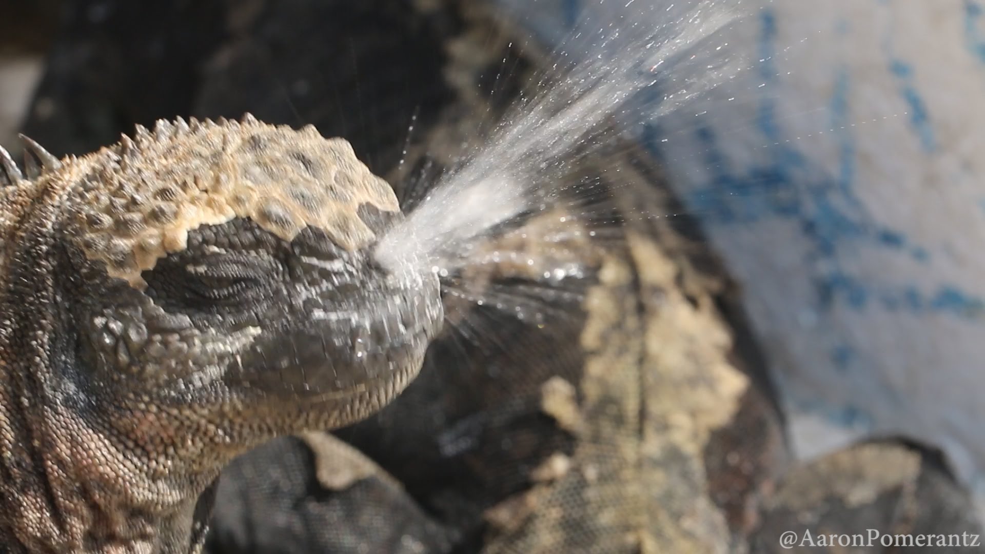 marine iguana.jpg