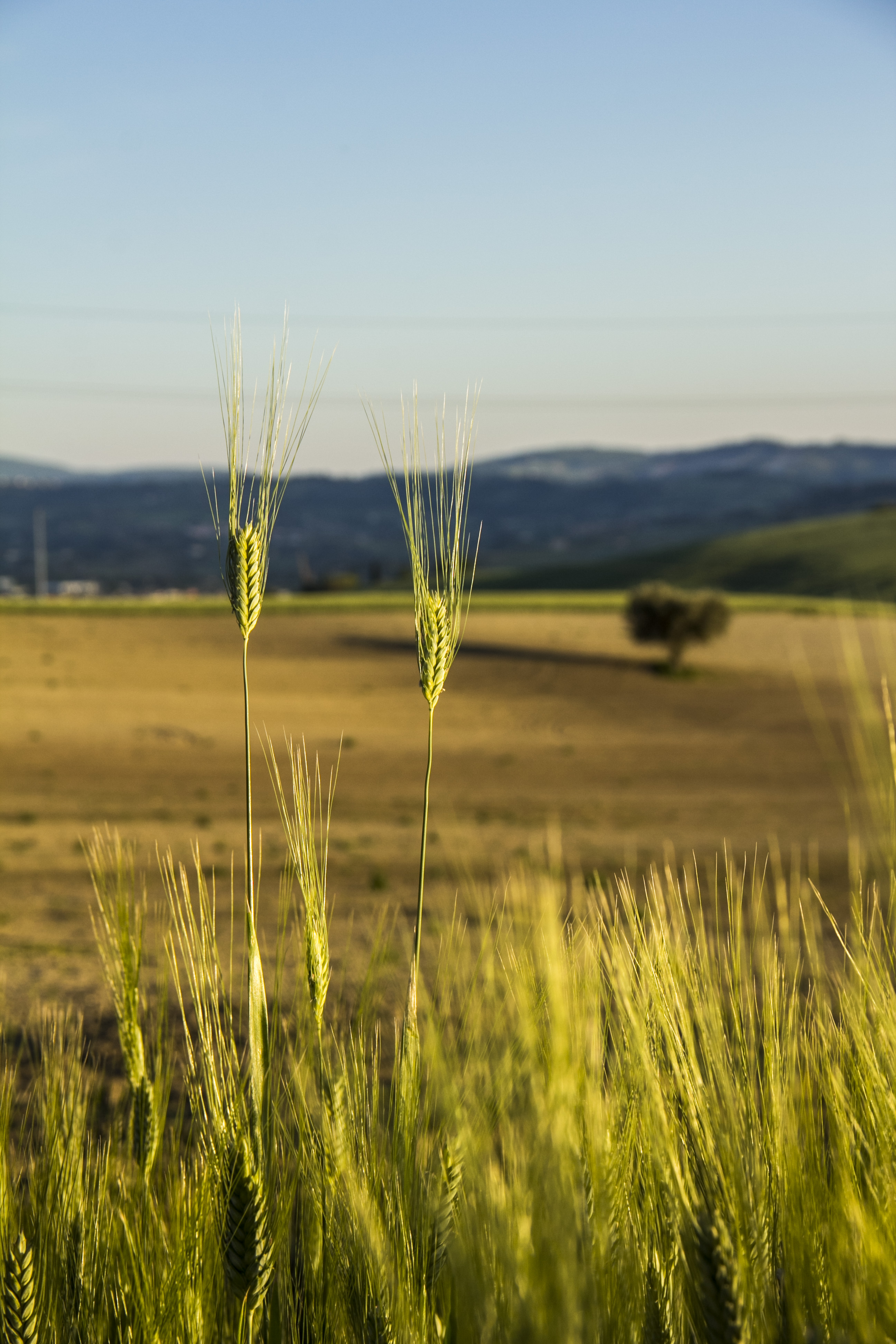 grano.JPG