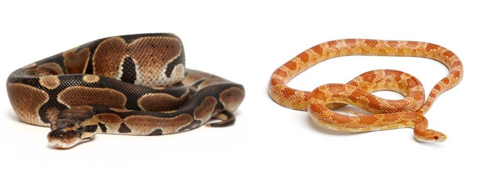 snakes.jpg