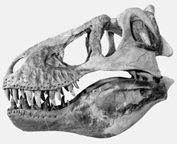 t-rex-skull-250.jpg