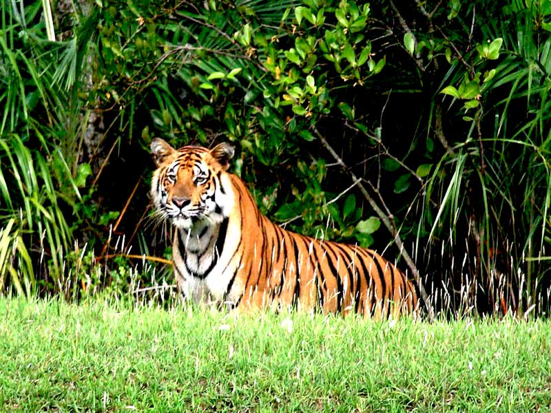 Sundarban-Tiger.jpg