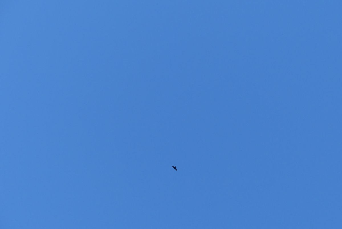 raven.jpg