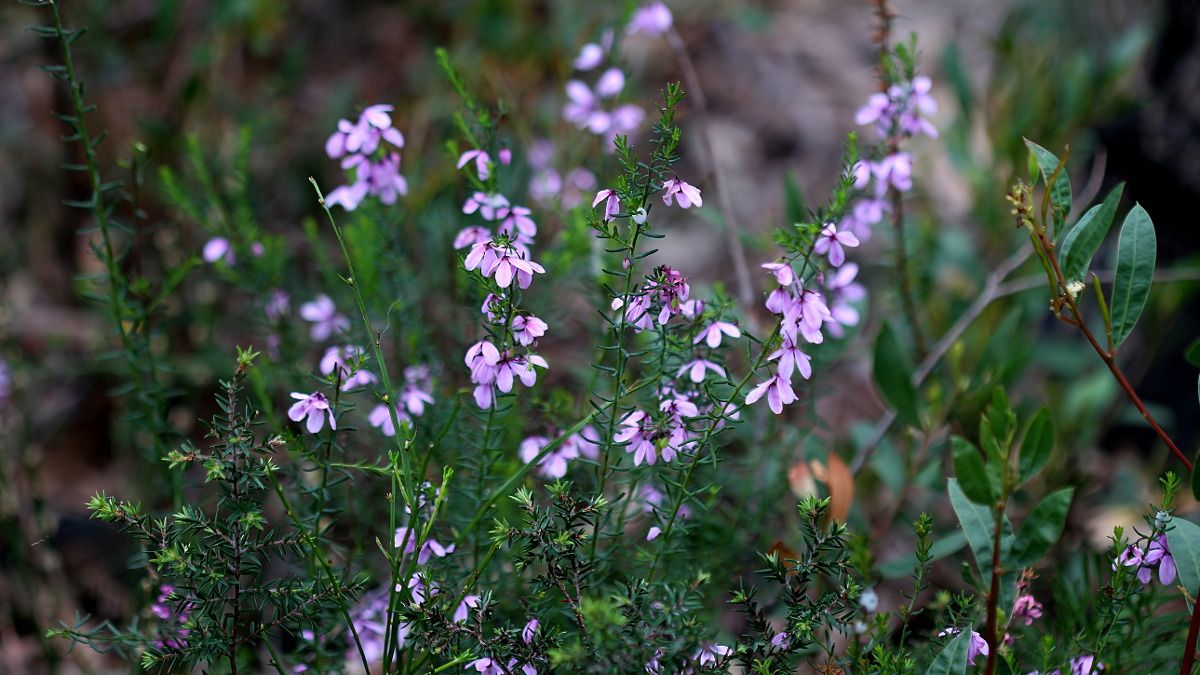 Tetratheca pilosa n1 Hairy Pinkbells HSOCA Latrobe Tas 2017-10-26.jpg