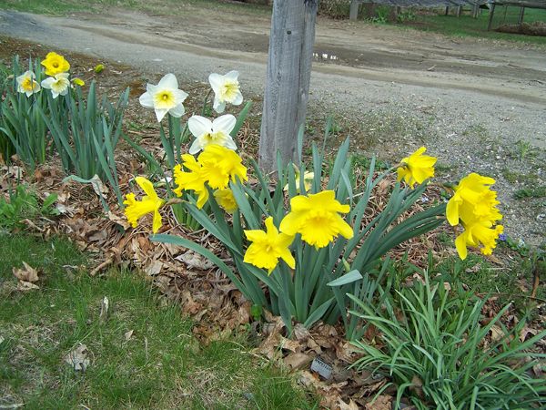 2nd Fence - Daffodils2 crop April 2018.jpg