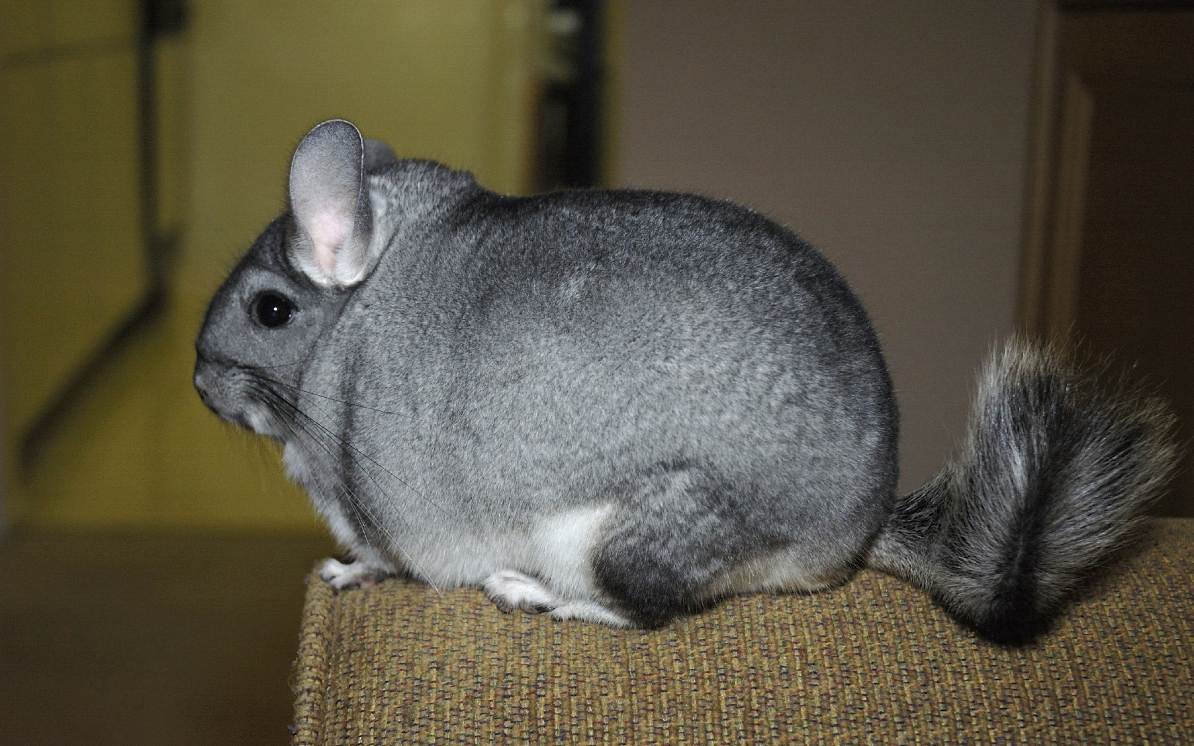 chinchilla_tail_fur_beautiful_cute_73311_3840x2400.jpg