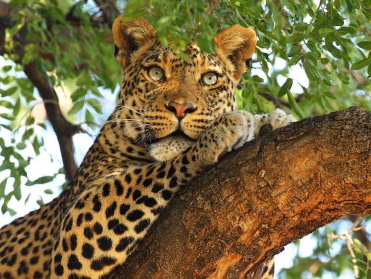 skynews-leopard-queen-elizabeth_4303306.jpg