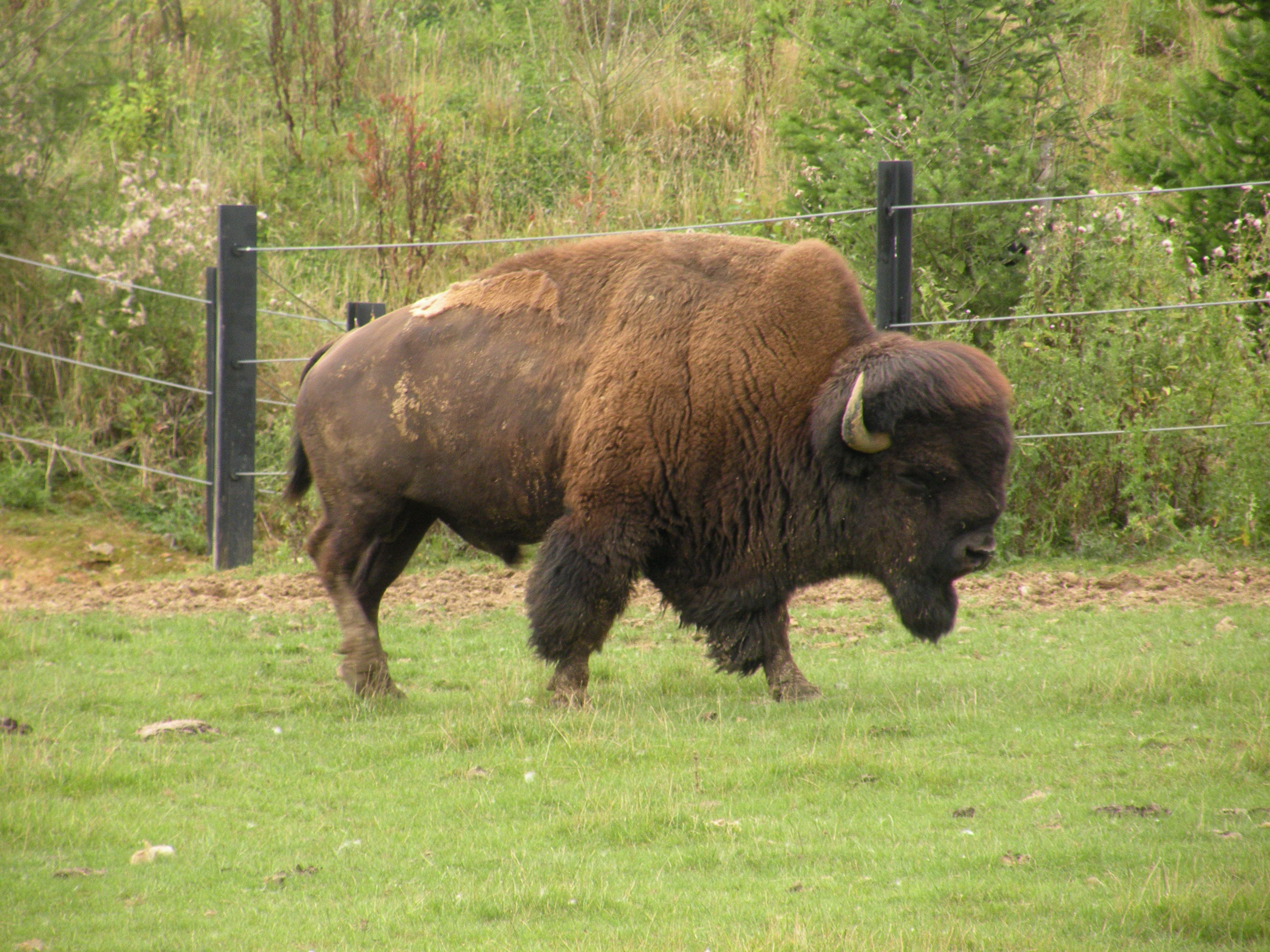 Pairi_Daiza_bison_5.jpg