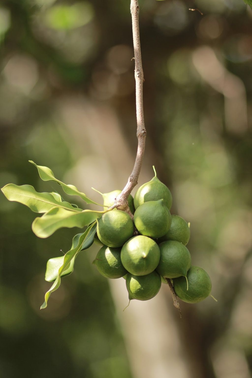 Macadamia_nuts_on_tree.JPG