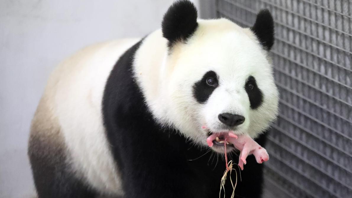 Включи где панда. Лин-Лин (большая Панда). Большие панды. Вес большой панды. Неуклюжая Панда.
