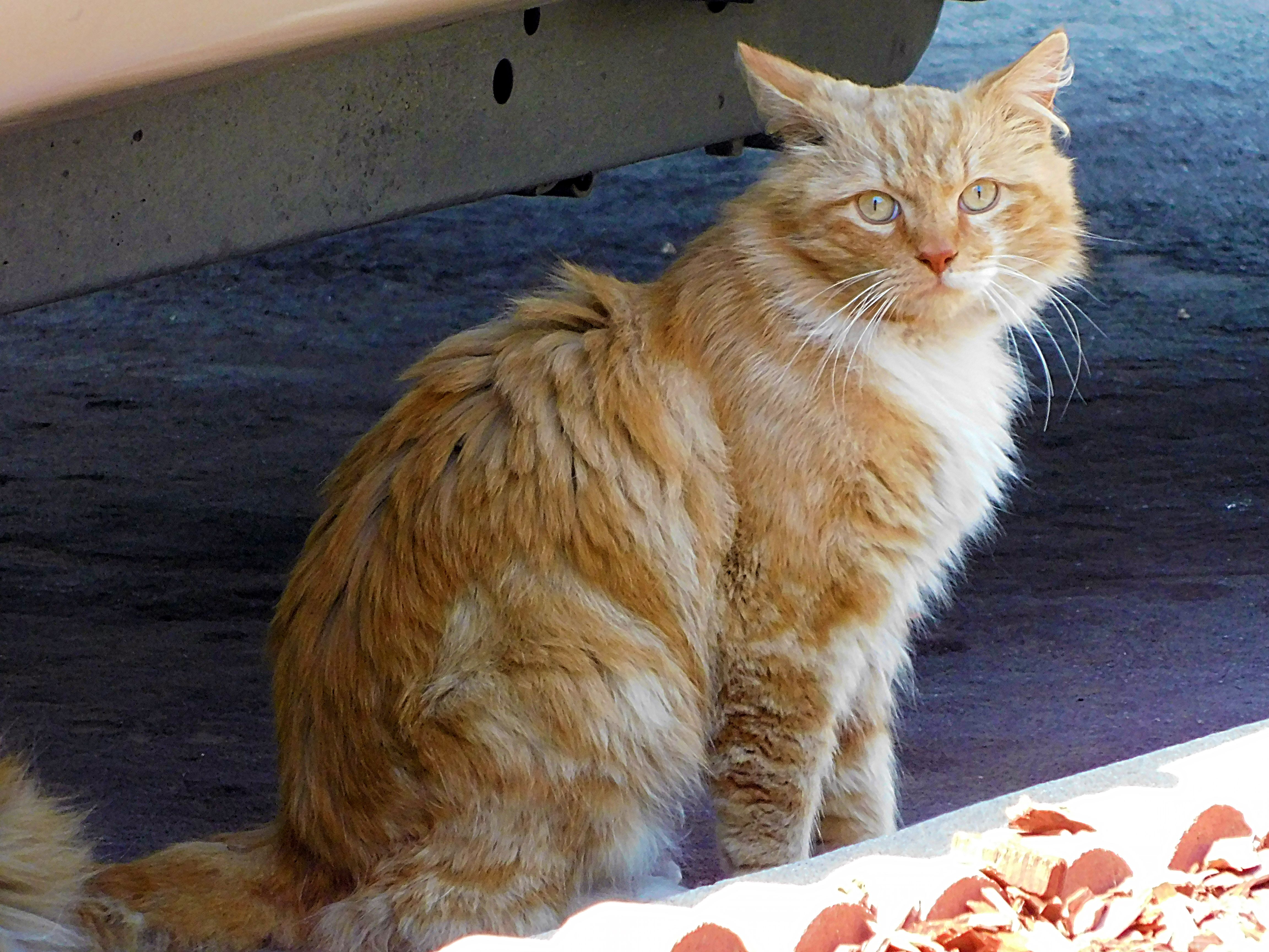 dailypetphotography, orange cat, pet, adsactly, jeronimo rubio, all rights reserved 2018, life, love, pets (1).JPG