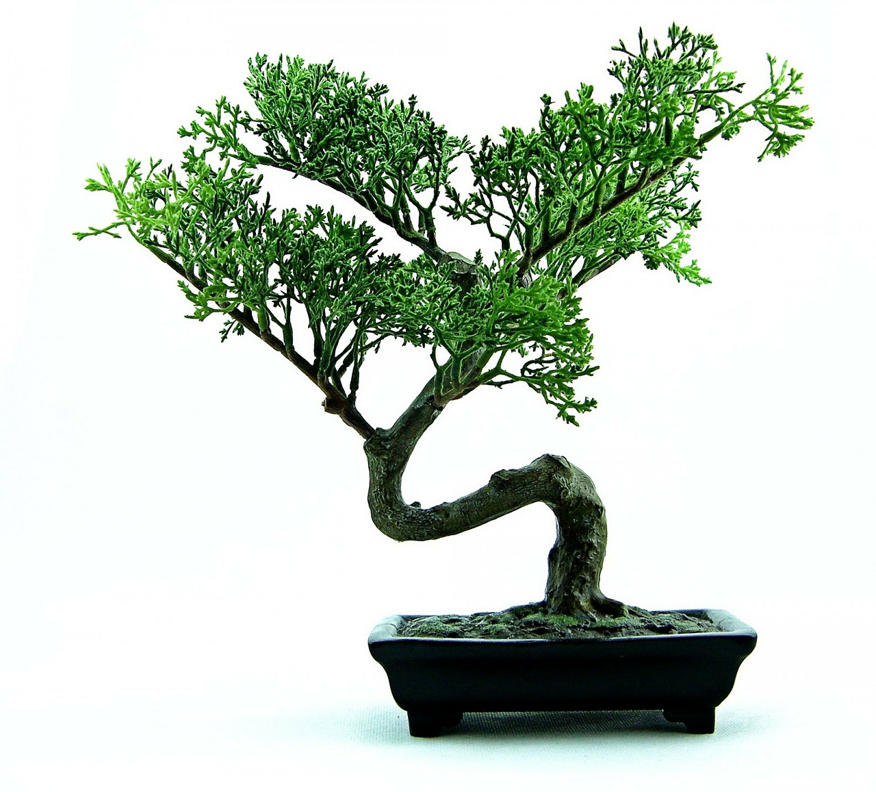bonsai-316573_1280.jpg
