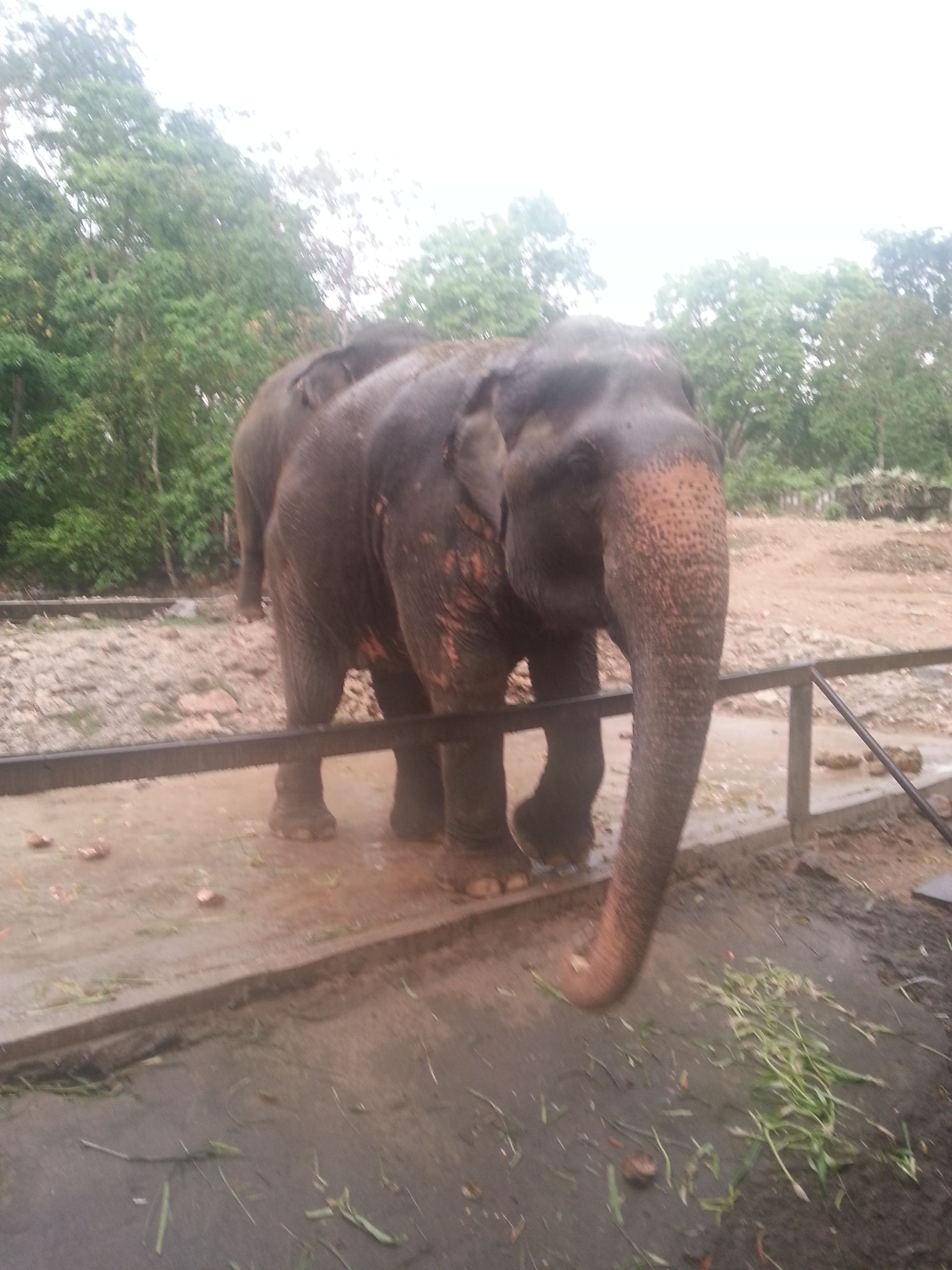 Khao Kheow Open Zoo14.jpg