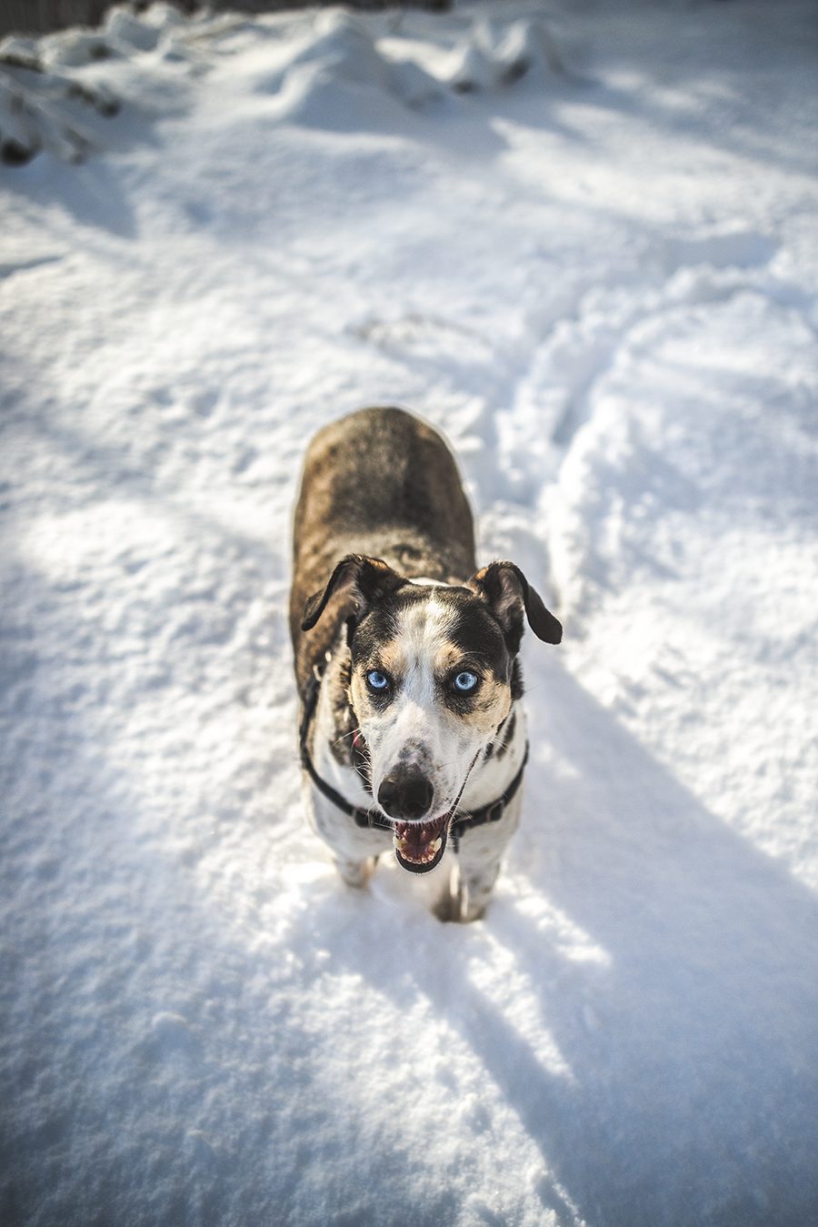 murphydog donates to TARC charity, winter portrait snow dog