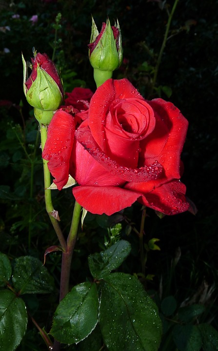 red-rose-2886405_960_720.jpg