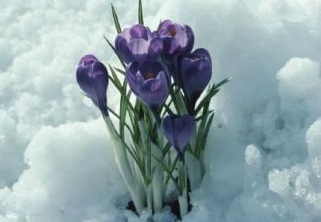 The Most Beautiful Plants That Bloom In Winter Steemkr