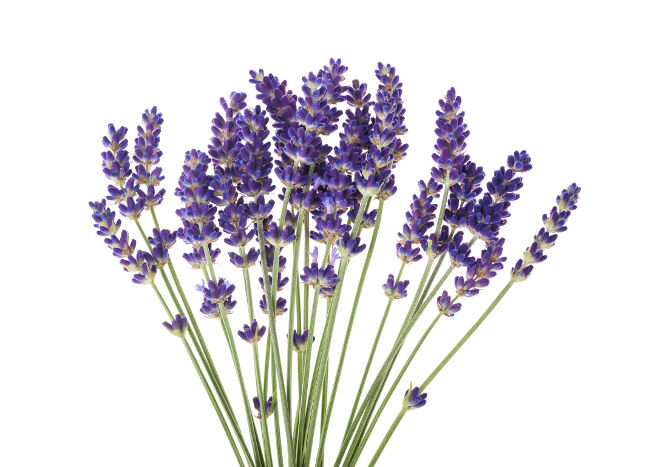 Lavendar.jpg