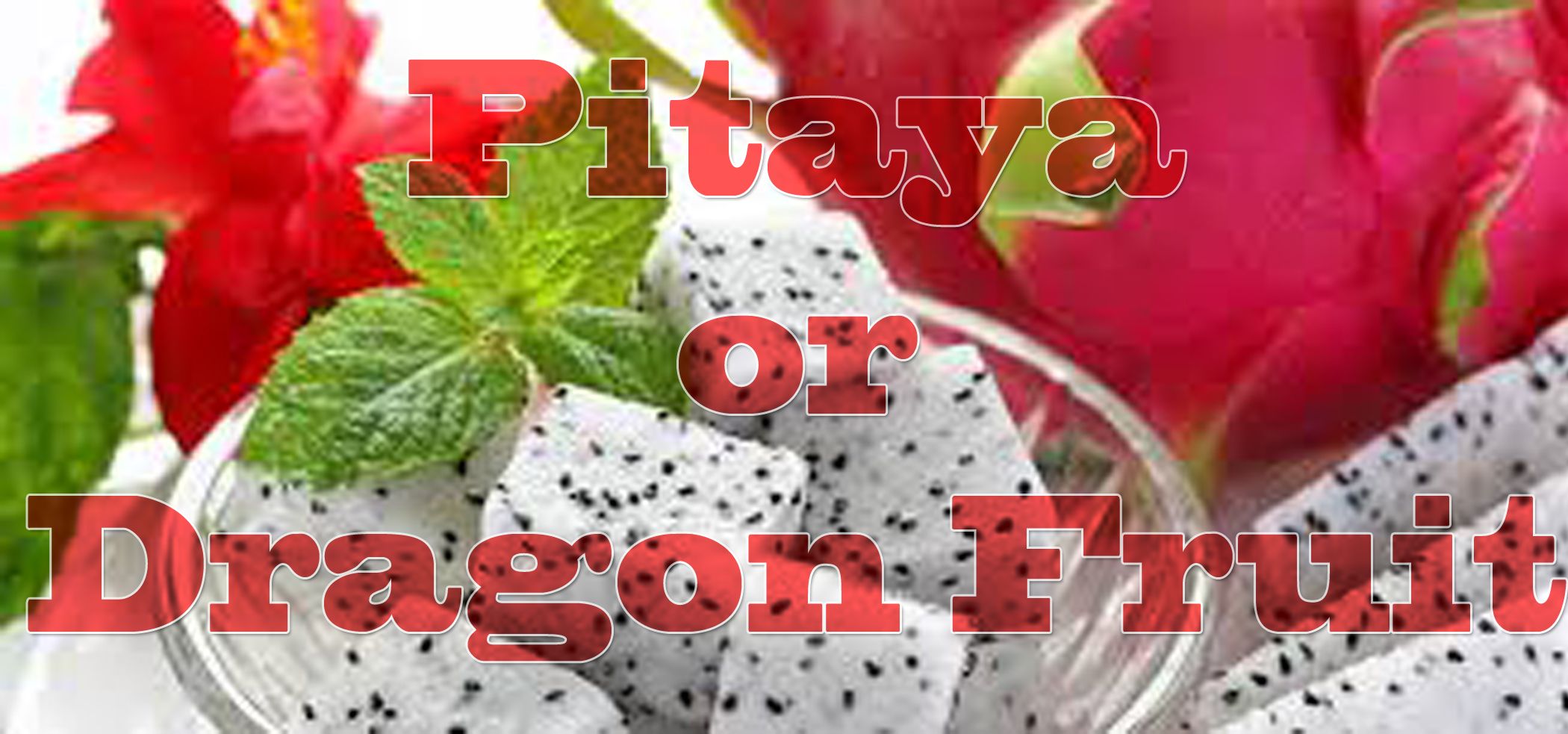 pitaya_dragon fruit.jpg