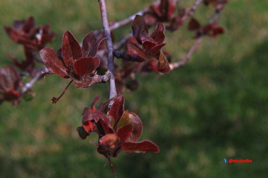 Indian Magic Flowering Crabapple IM-A24-0141.JPG