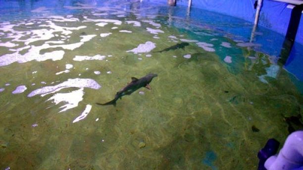 Sharks found in NY home's basement pool.jpg