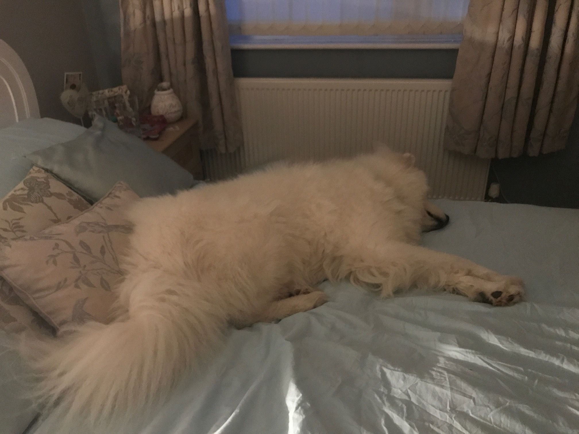 samoyed sleeping in bed