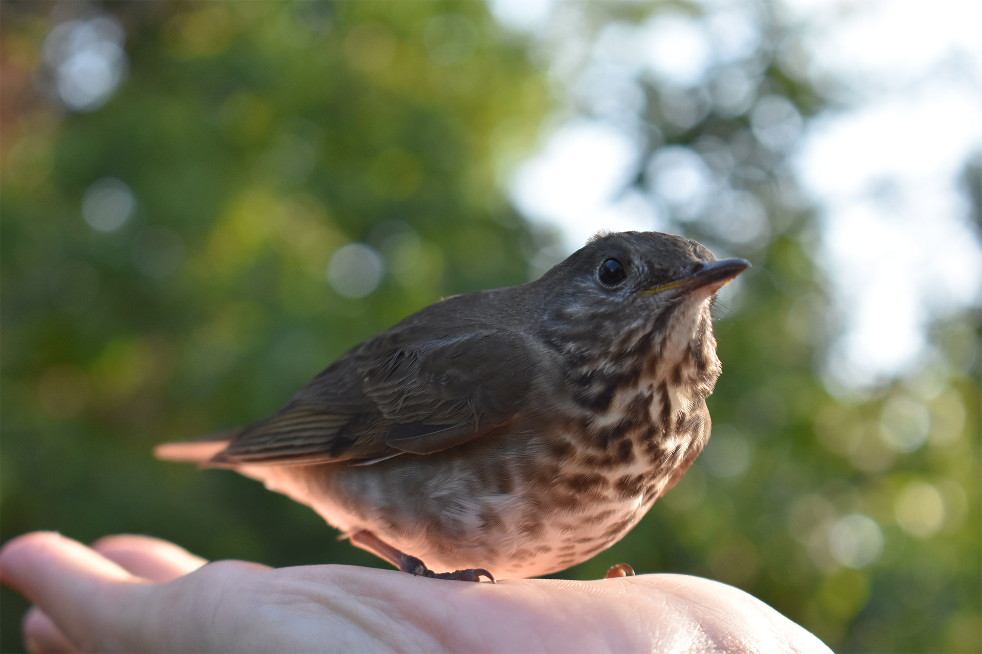 bird-in-hand2.jpg