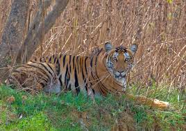 Wildlife.jpg