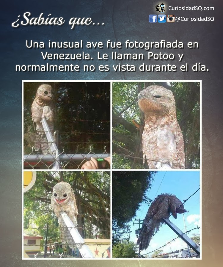 Potoo-Venezuela.jpg